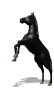 Horses graphics