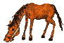 Horses graphics