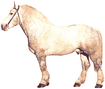 Horses graphics