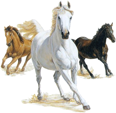 Horses graphics