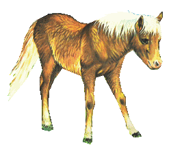 Horses graphics