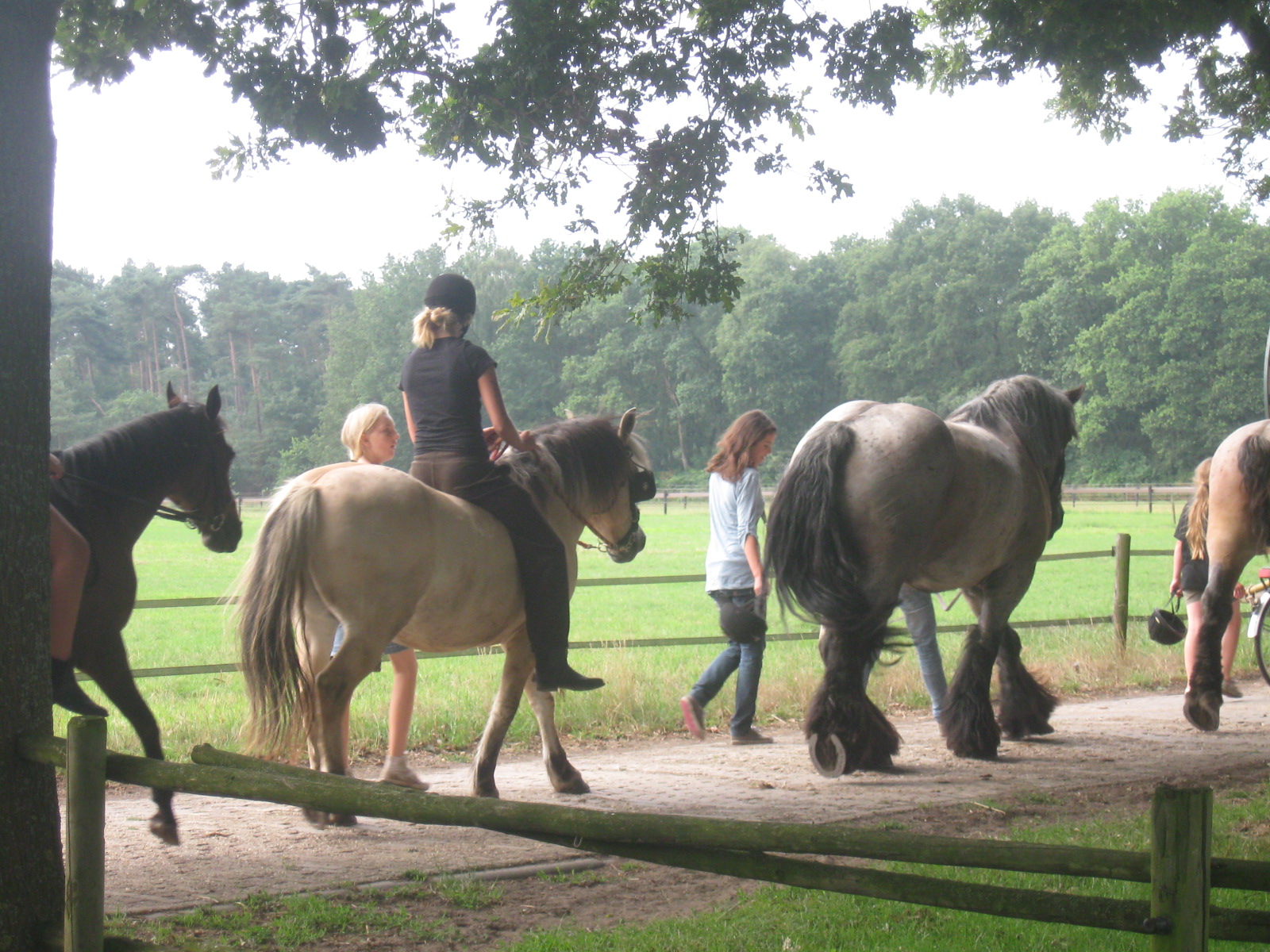 Horses graphics