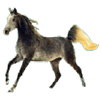 Horses graphics