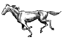 Horses graphics