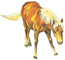 Horses graphics