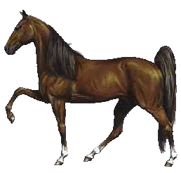 Horses graphics