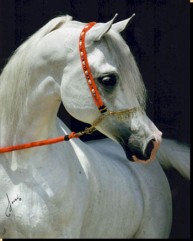 Horses graphics