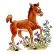 Horses graphics