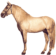 Horses graphics