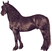 Horses graphics