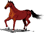 Horses graphics