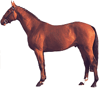 Horses graphics