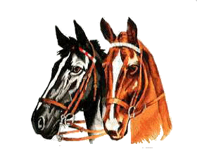 Horses graphics