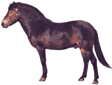 Horses graphics