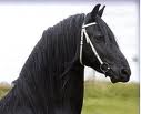 Horses graphics
