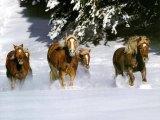 Horses graphics