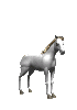 Horses graphics