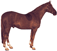 Horses graphics