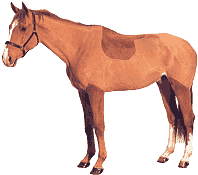 Horses graphics