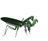 Insects graphics