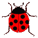 Insects graphics