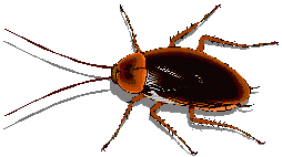 Insects graphics