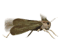 Insects graphics