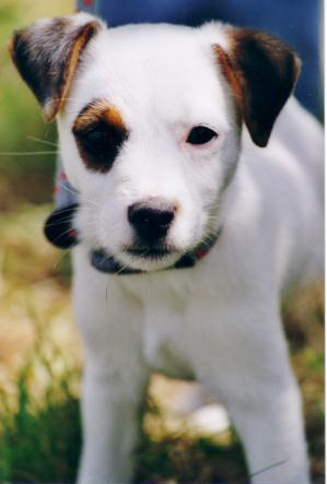 Jack russel graphics