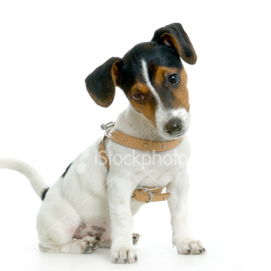 Jack russel graphics