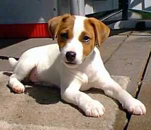 Jack russel graphics