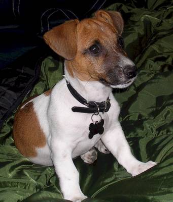 Jack russel graphics