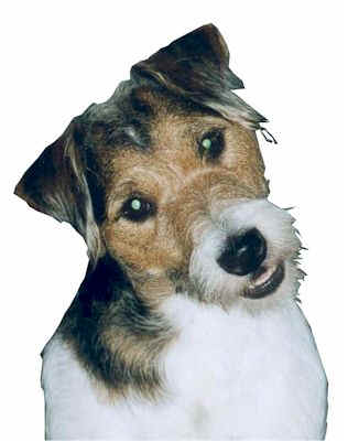 Jack russel graphics