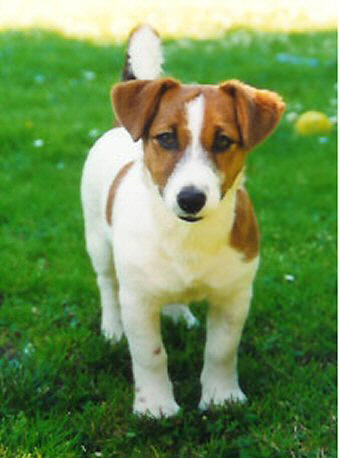 Jack russel graphics