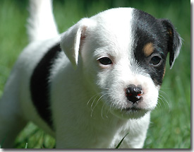 Jack russel