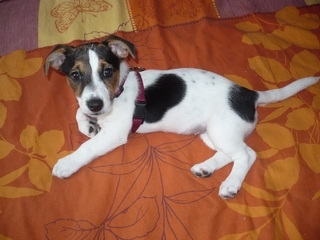 Jack russel