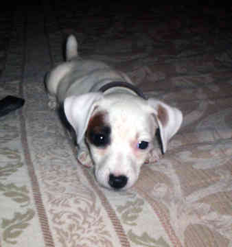 Jack russel graphics