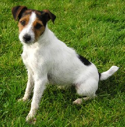 Jack russel graphics