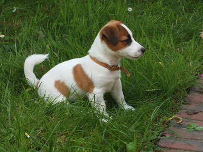 Jack russel graphics