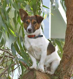 Jack russel graphics