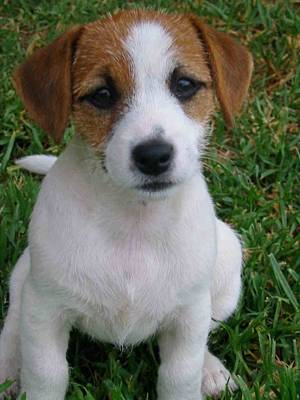 Jack russel graphics