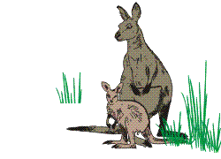 Kangaroos graphics