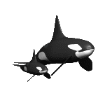 Killer whale graphics