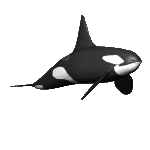 Killer whale graphics