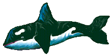 Killer whale graphics