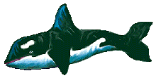 Killer whale graphics