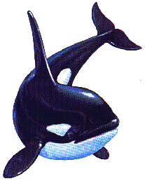 Killer whale graphics