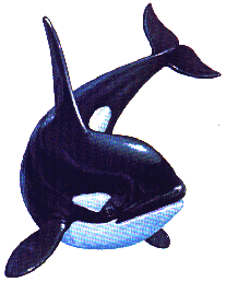 Killer whale graphics