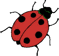 Ladybug graphics