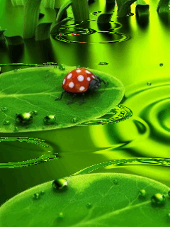 Ladybug graphics