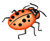 Ladybug graphics